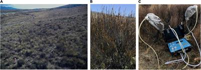 Seasonal Volatile Emission Patterns of the Endemic New Zealand Shrub Dracophyllum subulatum on the North Island Central Plateau